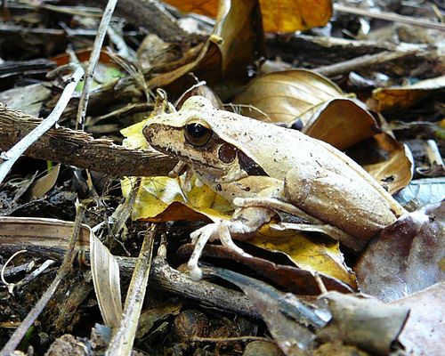 Bridled frog